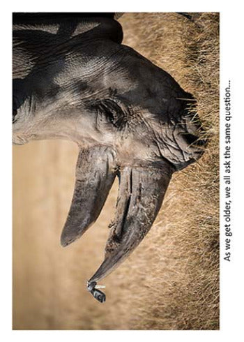 Car Keys on Tip of Rhino's Horn | Funny Birthday Card