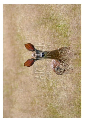 Doe In Field | Blank Photo Card