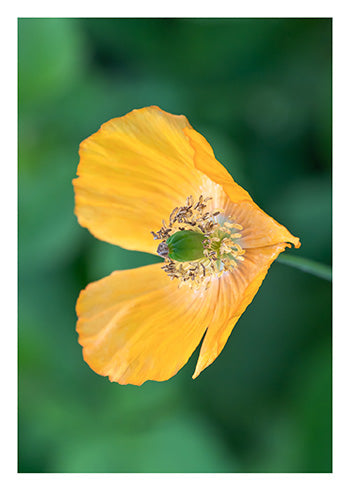 Poppy Heart Blank Greeting Card