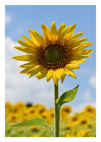 Sunflower | Blank Greeting Card