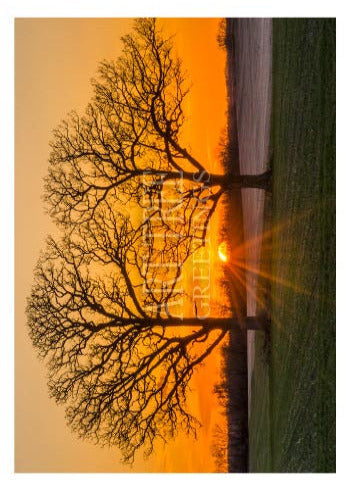 Sunset Through Trees | Blank Photo Card