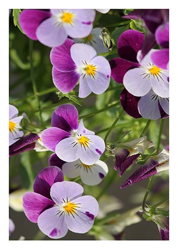 Violas | Blank Greeting Card