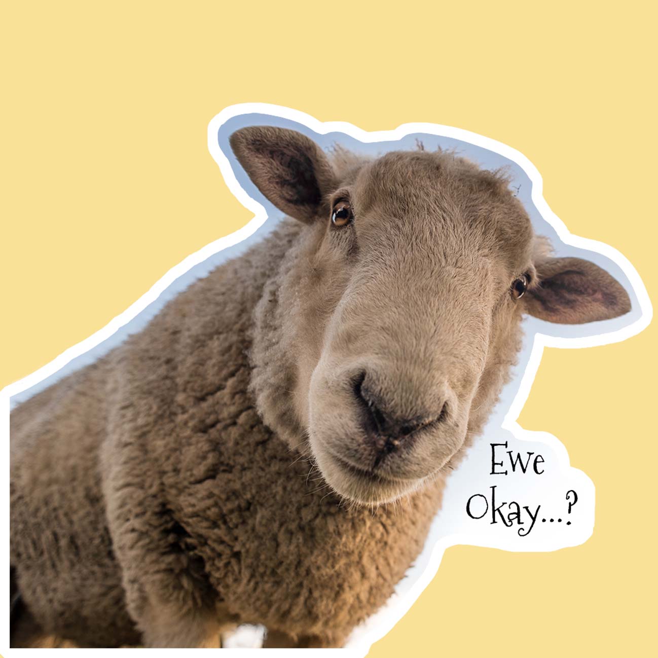 Funny Sheep Sticker | 4 Pack