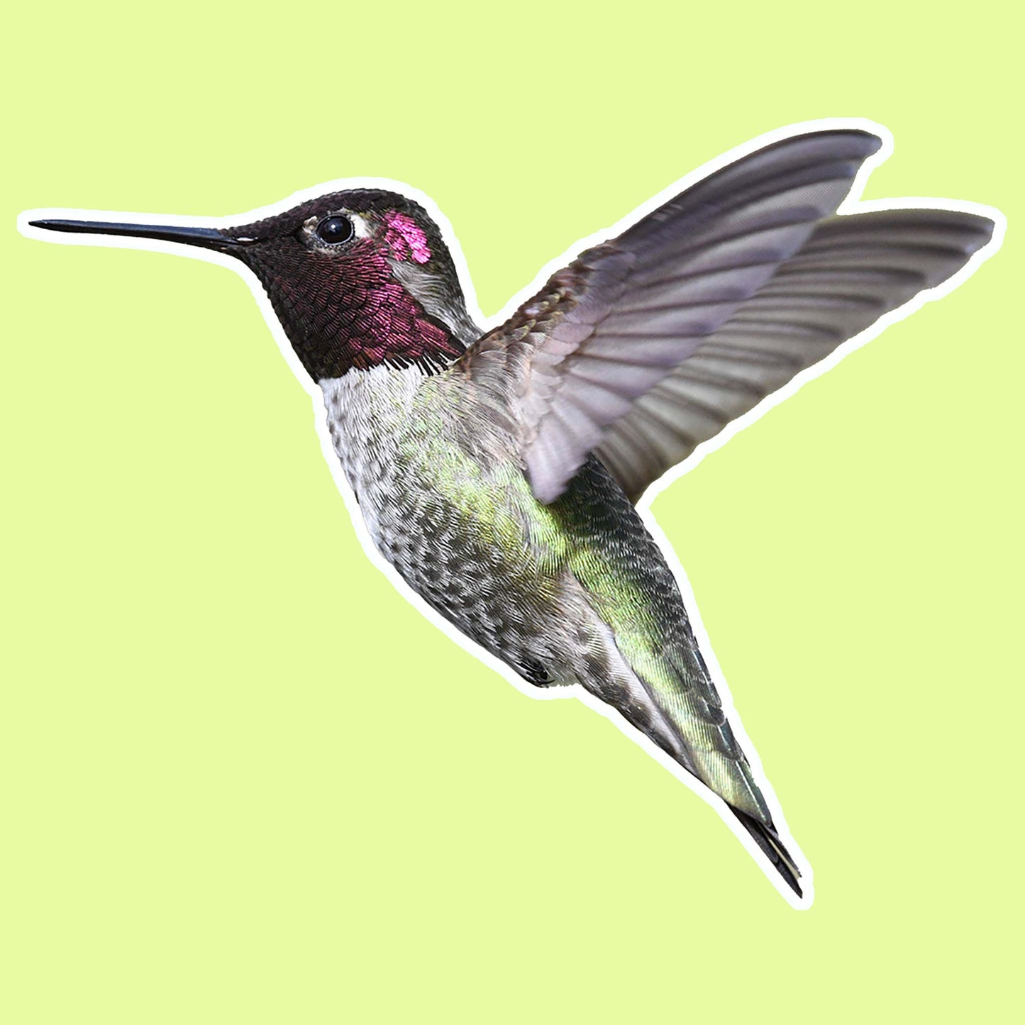 Hummingbird Sticker | 4 Pack