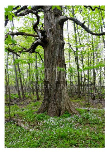 Beneath Big Oak: Blank Paper Photo Card