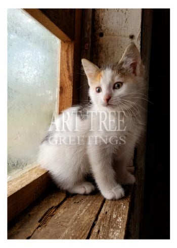 Calico Kitten in the Window | Photo Blank Card