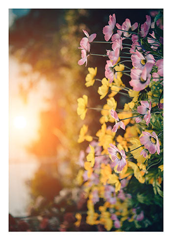 Flowers in Sunshine | Sympathy Card