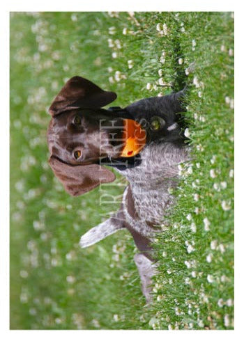 Dog with Ball | Blank Photo Card