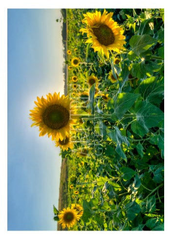 Field Of Sunflowers | Blank Photo Card
