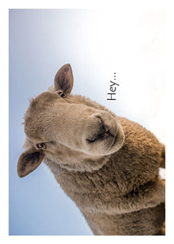 Funny Sheep | Thinking of You Card