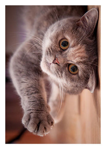 Cat Looking up | Encouragement Card