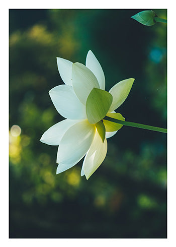 Water Lily Sympathy Card