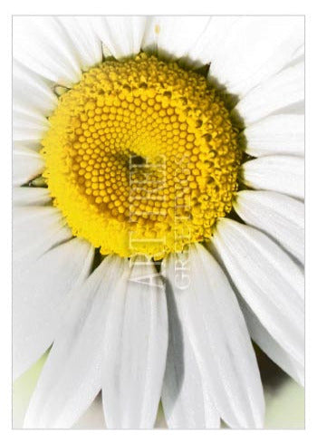 White Daisy | Blank Photo Greeting Card